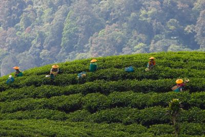 Female worker harvesting tea in plantation