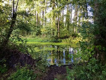 Scenic view of lake amidst trees in forest