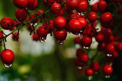 Close-up of wet cherries on tree
