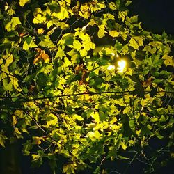 Full frame shot of tree