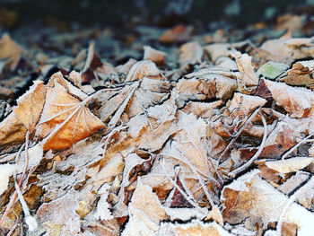 Close-up of dry leaves on field