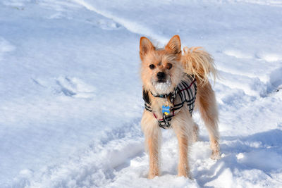 Dog on snow during winter