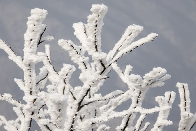 Close-up of snow covered tree