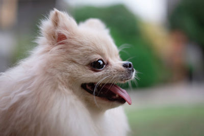 Close-up of dog looking away