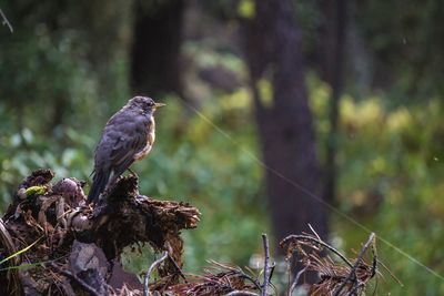 Close-up of bird perching on a tree