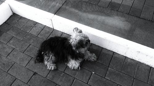 High angle view of dog on footpath