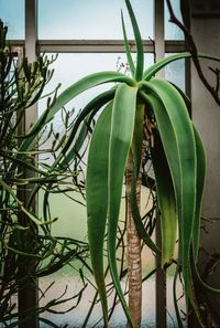 Close-up of green plant on window