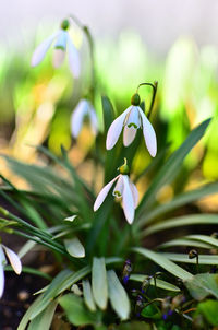 White snowdrops as first sign of spring in garden in transylvania.	
