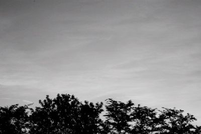 Low angle view of tree against sky