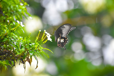 Close-up of insect on plant