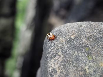 Close-up of ladybug on rock