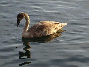 High angle view of swan swimming in lake