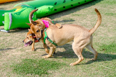 Dog on grass