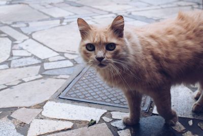 Portrait of ginger cat standing outdoors