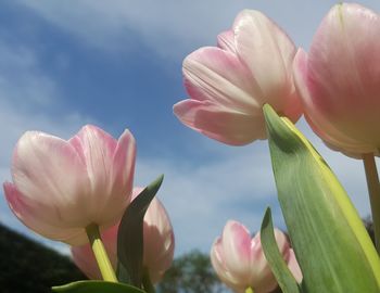 Close-up of pink tulips against sky