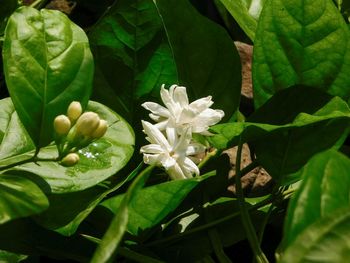 Close-up of white flowers