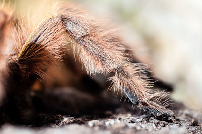 Macro shot of an insect