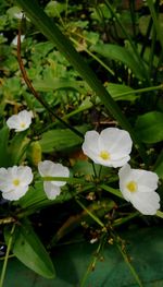 Close-up of white flowering plants