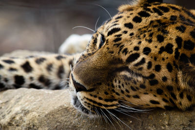 Close-up of cheetah