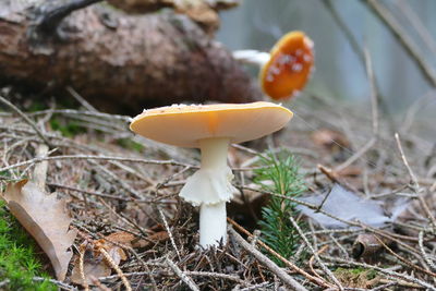 Close-up of mushroom growing on field