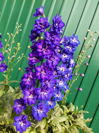 Close-up of purple flowers