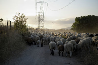 Sheep grazing on field