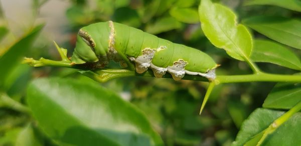 Close-up of insect on leaf