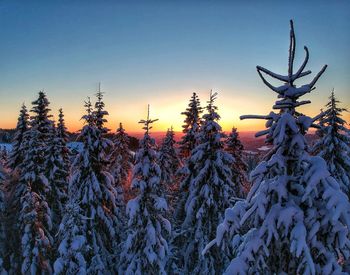 Snow covered pine trees in forest against sky during sunset