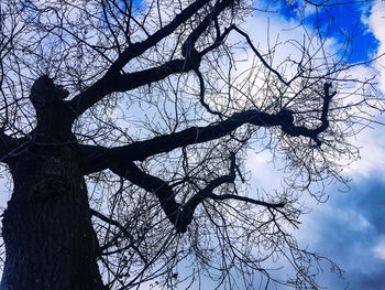 Low angle view of silhouette bare tree against sky