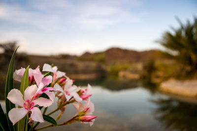 Close-up of pink flowering plants by lake against sky