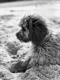 Close-up of a dog looking away