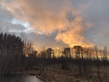 Trees on field against sky during sunset