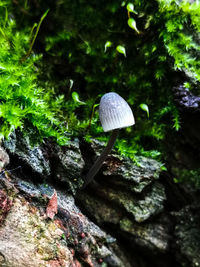 Close-up of mushroom growing in forest