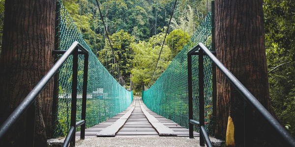 View of bridge in forest