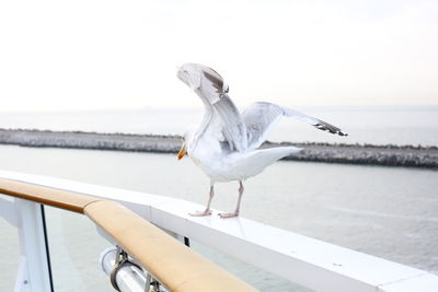 Close-up of seagull perching on shore against sea