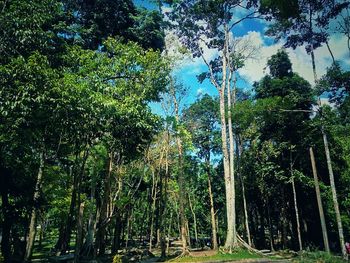 Trees in forest against sky