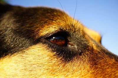 Close-up of dog eye