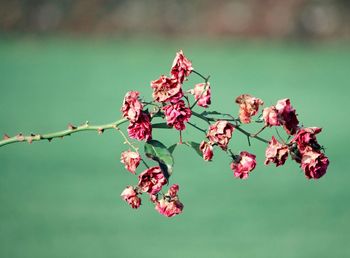 Close-up of plant against blurred background