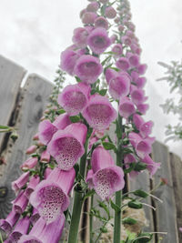 Close-up of pink flowers