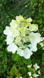 Close-up of white flowers blooming outdoors