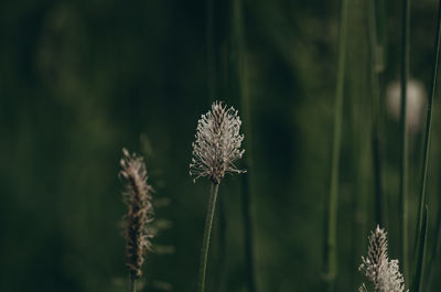 Close-up of wilted plant
