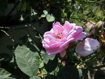 Close-up of pink rose blooming outdoors