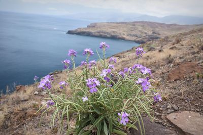 Purple flowering plants by sea