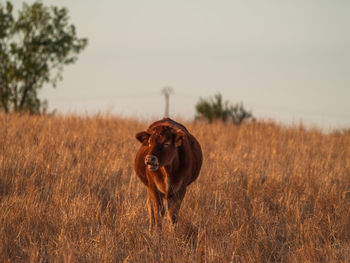 Horse standing in field