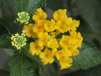 Close-up of yellow flowers