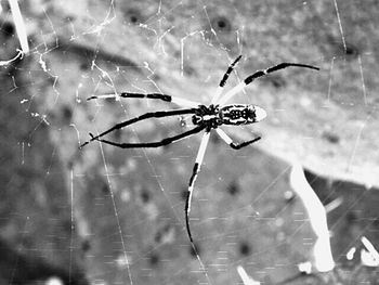 Close-up of spider web