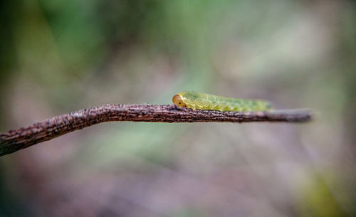 Close-up of insect on plant