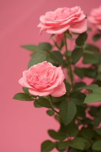 Close-up of pink rose blooming outdoors