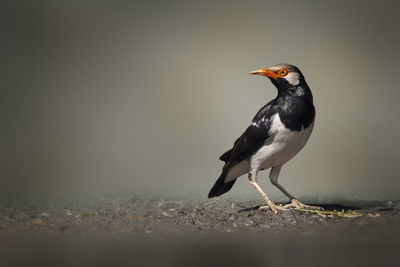 Image of asian pied myna bird or pied starling on nature background.