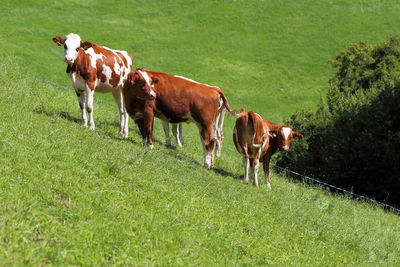 Cows grazing on field